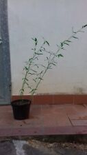 Pianta bambu bamboo usato  Buti