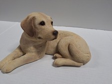 yellow labradors for sale  Zephyrhills