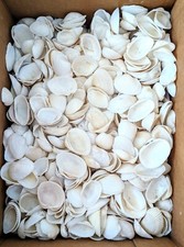 White sea shells for sale  Ponte Vedra