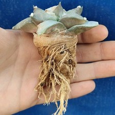 Ariocarpus retusus 343 usato  Tramonti