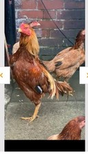 Shamo aseel organic for sale  OLDHAM