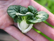 500 cabbage seeds for sale  Salem