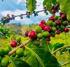 Coffee seeds planting for sale  Russell