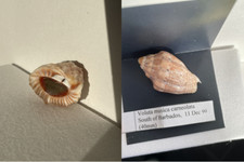 Seashell bundle eye for sale  NEWCASTLE UPON TYNE
