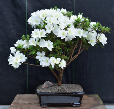 Azalea bonsai tree for sale  Patchogue