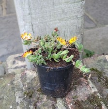 Delosperma cooperi lido for sale Delosperma cooperi lido for sale  HORSHAM