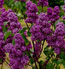 Fragrant french lilac for sale  OSWESTRY