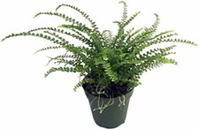Lemon button fern for sale  Hacienda Heights