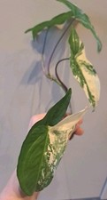 albo syngonium variegata gebraucht kaufen  Gaukönigshofen