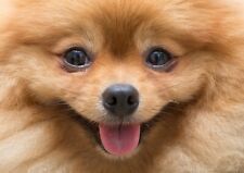 Cute pomeranian puppy for sale  SELBY