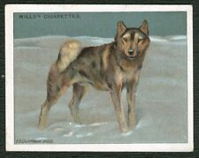 Esquimaux sled dog for sale  COLEFORD