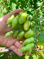 Tomatensamen tomate dancing gebraucht kaufen  Schwetzingen