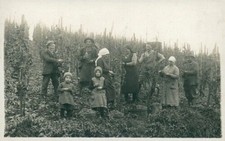 Ansichtskarte foto weinlese gebraucht kaufen  Eggenstein-Leopoldshafen