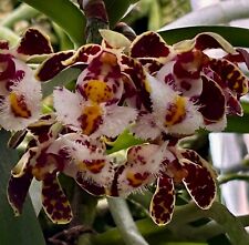 Gastrochilus species dark usato  Spedire a Italy