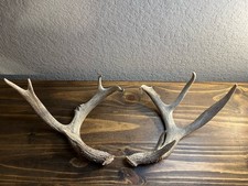 Whitetail deer natural for sale  Alvin