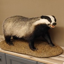 Dachs deko podest gebraucht kaufen  Nagel