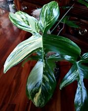 Rare mature philodendron for sale  Glenmoore