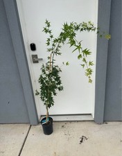 Acer palmatum mikawa for sale  Sacramento