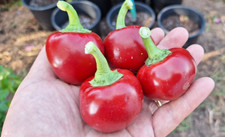 Semi peperoncino cherry usato  Italia