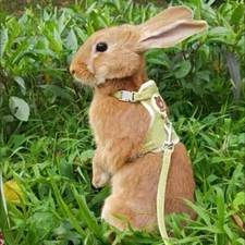 Cute rabbit harness for sale  USA