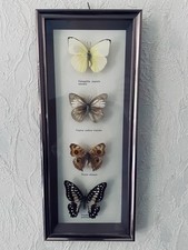 Schmetterling schaukasten falt gebraucht kaufen  Sinzig
