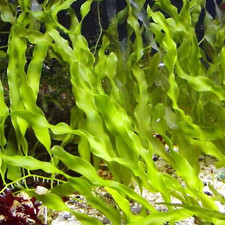 Live frag prolifera for sale  Candler