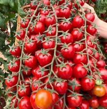120 waterfall tomatoes for sale  Salem
