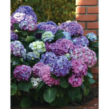 Gal. dreamin hydrangea for sale  Denver