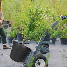 Plant flower injection for sale  Monroe Township
