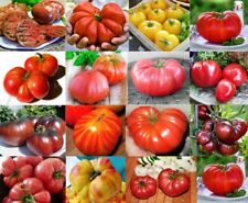 Tomato plug plants for sale  NOTTINGHAM