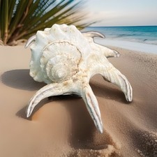 Gorgeous spider conch for sale  Ballwin