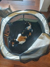 Portable pet playpen for sale  Goodlettsville