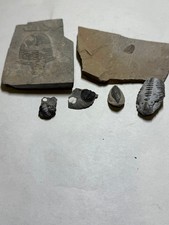 Trilobites miscellaneous diffe for sale  Hurricane