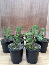 Sitka spruce trees for sale  WICK