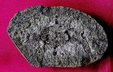 Crevette fossile cr14bt d'occasion Crevette fossile cr14bt d'occasion  La Roche-sur-Yon