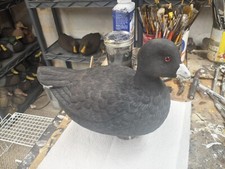 Vintage coot decoy for sale  Sheboygan