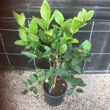 Citrus lime tahiti for sale  HELSTON