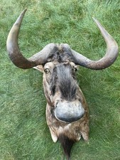 African black wildebeast for sale  Litchfield