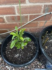 Citrus plant fruit for sale  BRIERLEY HILL
