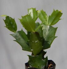 Christmas cactus thanksgiving for sale  Mobile