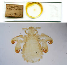 Aardvark parasite louse for sale  Lexington