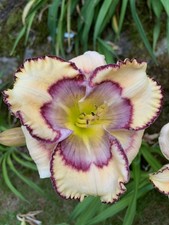 Taglilie daylily hemerocallis gebraucht kaufen  Velbert