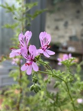 Pelargonium quercifolium seeds for sale  STOWMARKET