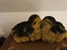 Country artists ducklings for sale  STROMNESS