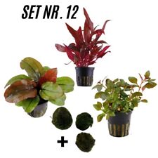 Sahawa aquarienpflanzen topfpf gebraucht kaufen  Neukirchen/Erzgeb.
