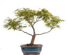 Bonsai acer palmatum gebraucht kaufen Bonsai acer palmatum gebraucht kaufen  Heinsberg