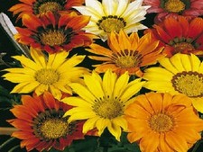 Gazania seeds mini for sale  Elma