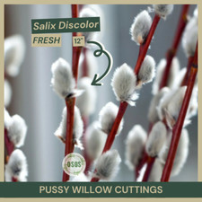 Salix discolor pussy for sale  Portville