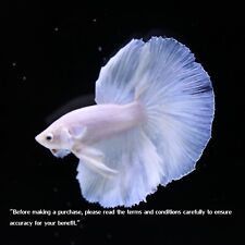 Acuario Betta Pez Luchador Vivo Media Luna HM Blanco Limpio Macho 1X No.1130 segunda mano  Embacar hacia Argentina