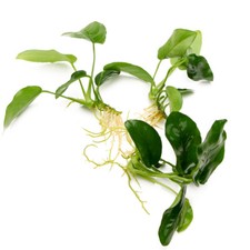 anubias nana for sale anubias nana for sale HOUNSLOW